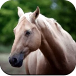 horse wallpaper 4k android application logo